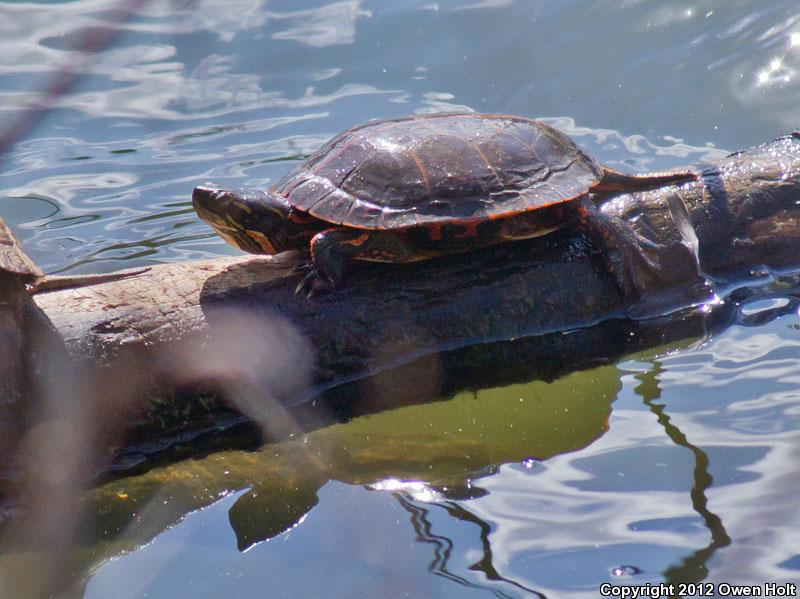 Southern Painted Turtle (Chrysemys dorsalis)