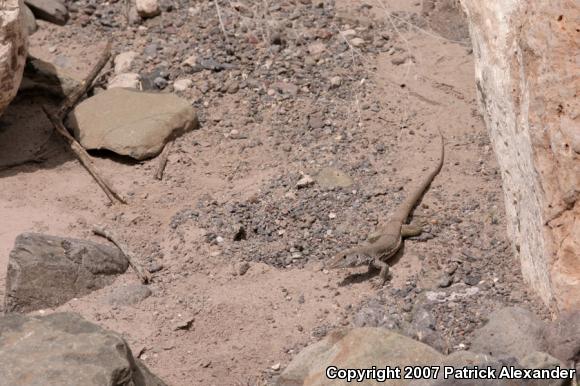 Western Marbled Whiptail (Aspidoscelis marmorata marmorata)