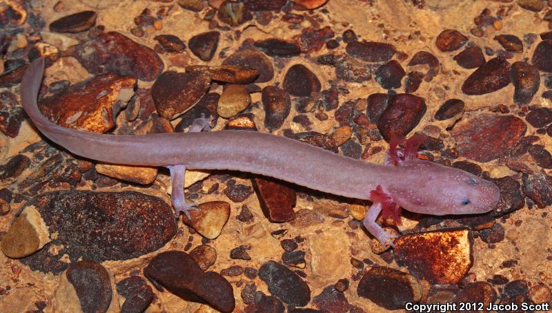 Pale Salamander (Gyrinophilus palleucus palleucus)