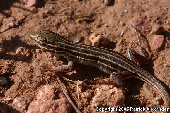 Desert Grassland Whiptail (Aspidoscelis uniparens)