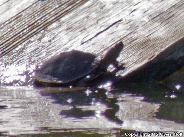 Mississippi Map Turtle (Graptemys pseudogeographica kohnii)