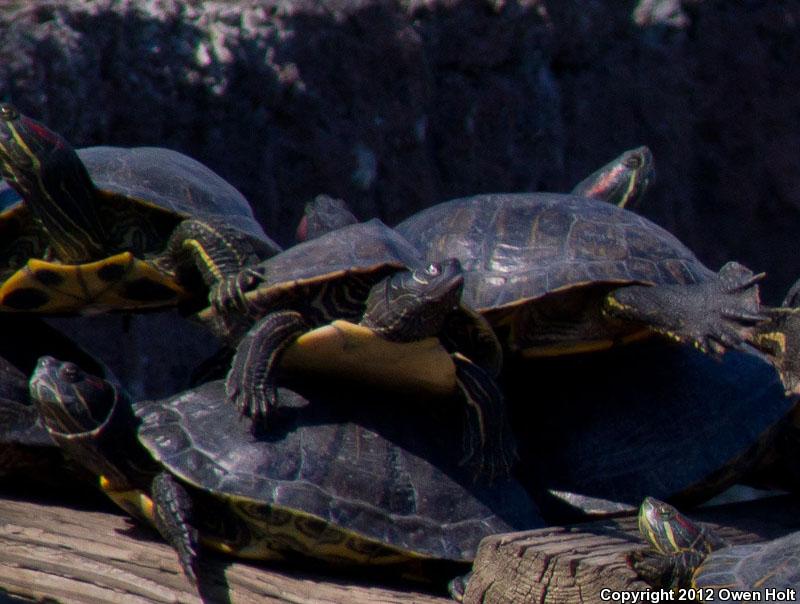 Mississippi Map Turtle (Graptemys pseudogeographica kohnii)