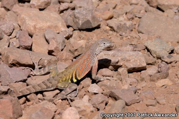 Greater Earless Lizard (Cophosaurus texanus)