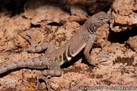 Greater Earless Lizard (Cophosaurus texanus)