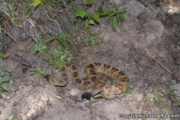 Northern Black-tailed Rattlesnake (Crotalus molossus molossus)