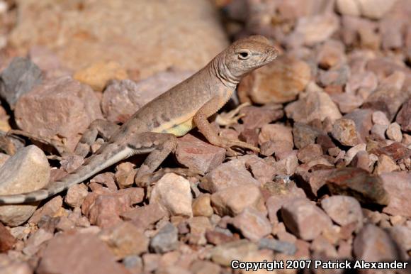 Greater Earless Lizard (Cophosaurus texanus)