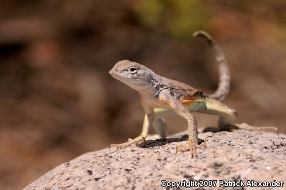 Greater Earless Lizard (Cophosaurus texanus)