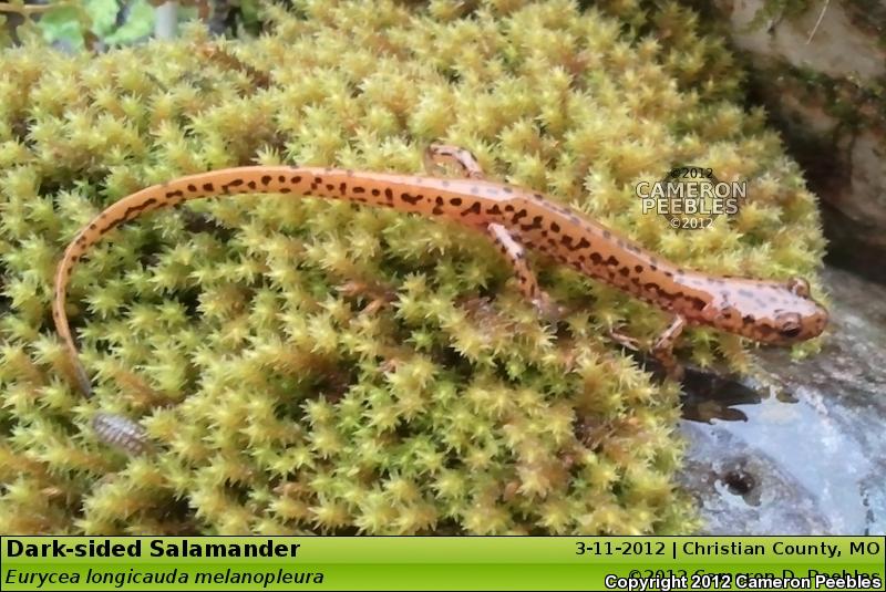 Dark-sided Salamander (Eurycea longicauda melanopleura)