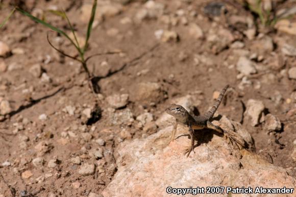 Greater Earless Lizard (Cophosaurus texanus)