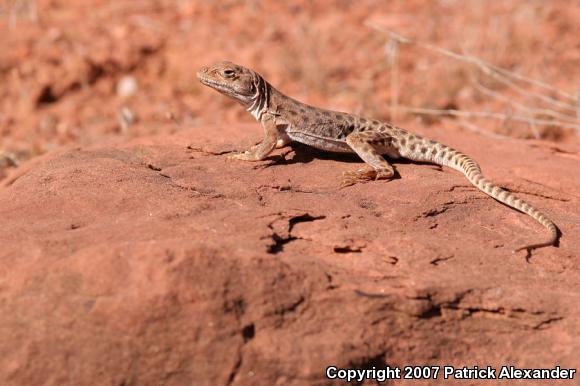 Longnose Leopard Lizard (Gambelia wislizenii)