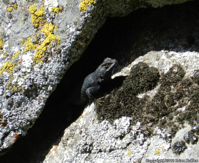 Sierra Fence Lizard (Sceloporus occidentalis taylori)