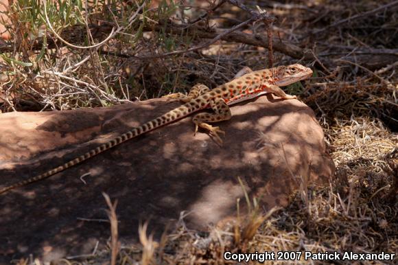 Longnose Leopard Lizard (Gambelia wislizenii)