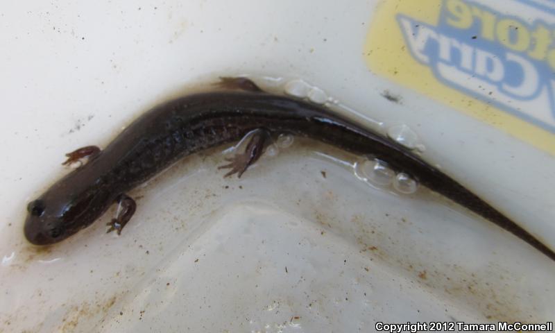 Southern Dusky Salamander (Desmognathus auriculatus)