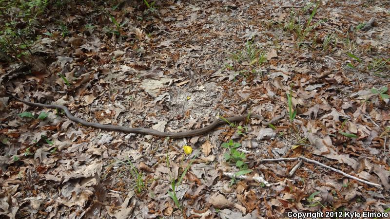 Tan Racer (Coluber constrictor etheridgei)