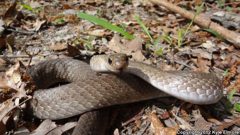 Tan Racer (Coluber constrictor etheridgei)