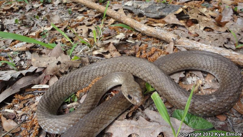 Tan Racer (Coluber constrictor etheridgei)