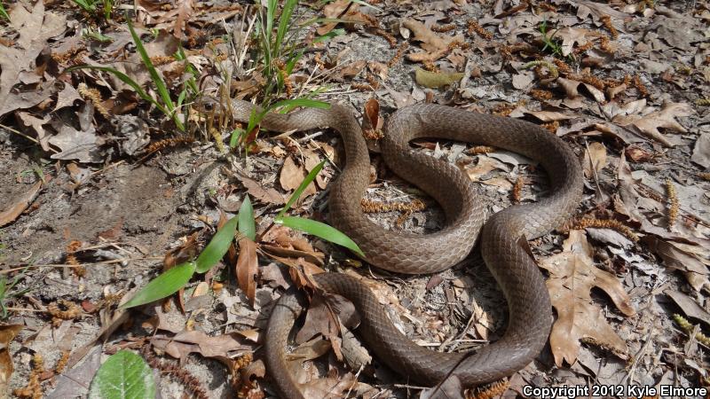 Tan Racer (Coluber constrictor etheridgei)