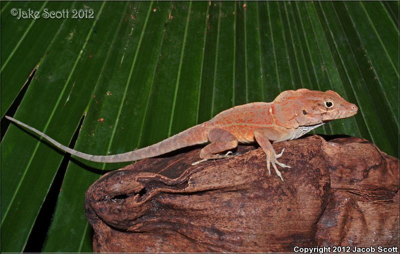 Common Large-headed Anole (Anolis cybotes cybotes)