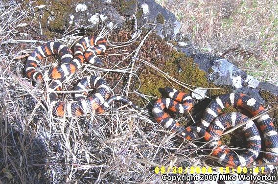 California Mountain Kingsnake (Lampropeltis zonata)