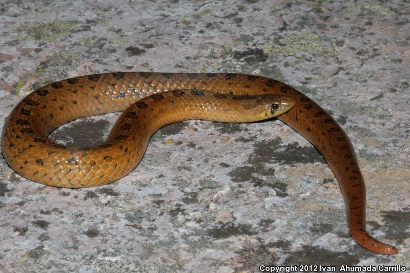 Plateau Mexican Earthsnake (Conopsis nasus nasus)