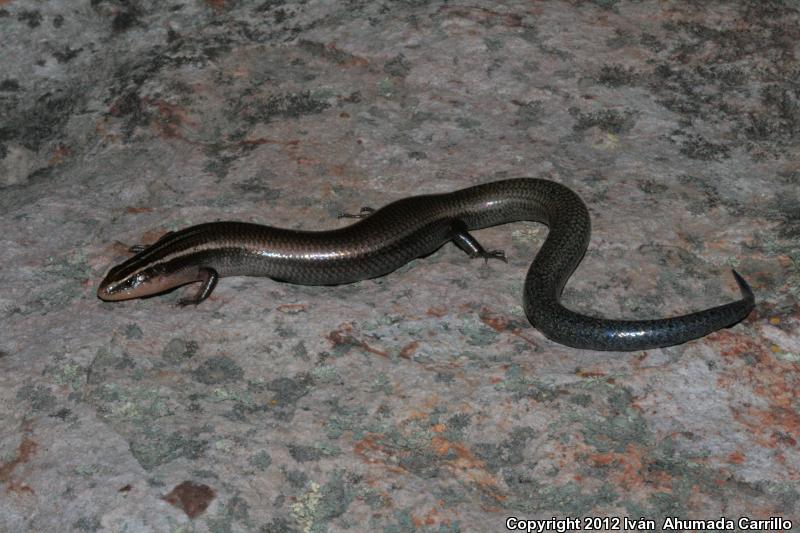 Oak Forest Skink (Plestiodon lynxe)