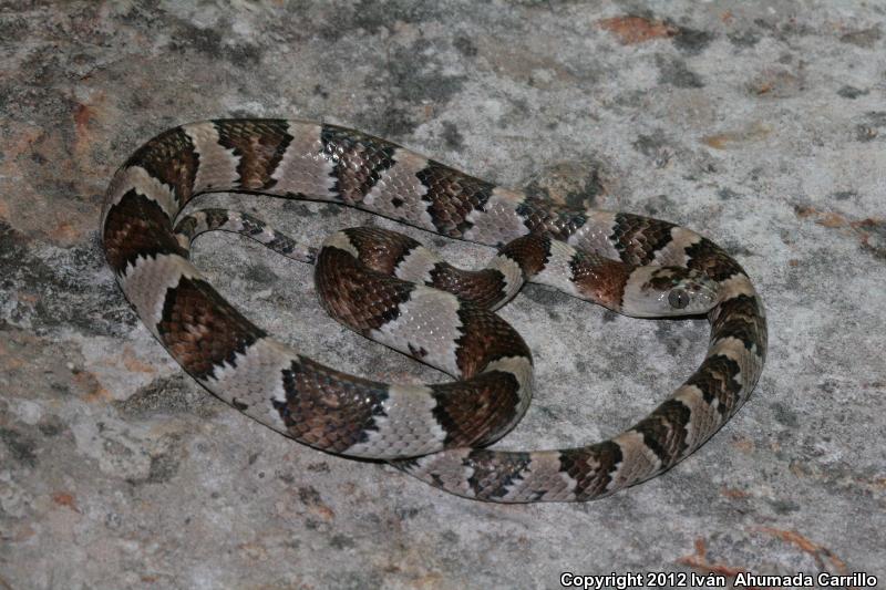 Mexican Lyresnake (Trimorphodon tau tau)