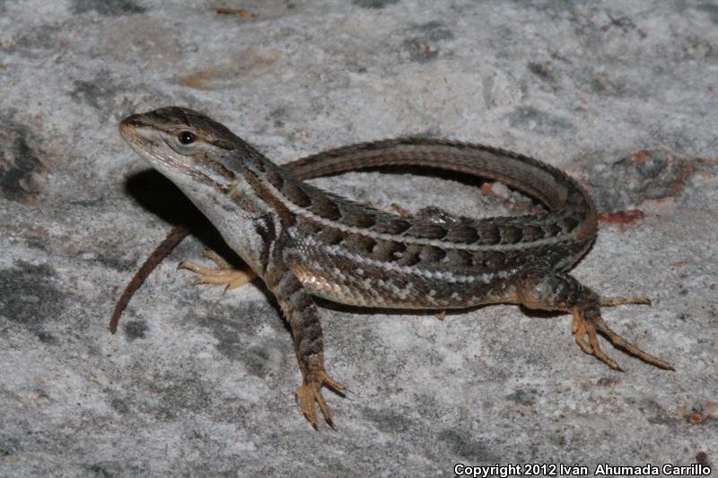 Light-bellied Bunchgrass Lizard (Sceloporus scalaris)