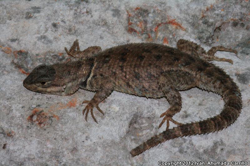 Dugès's Spiny Lizard (Sceloporus dugesii)