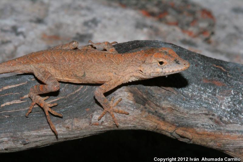 Clouded Anole (Anolis nebulosus)