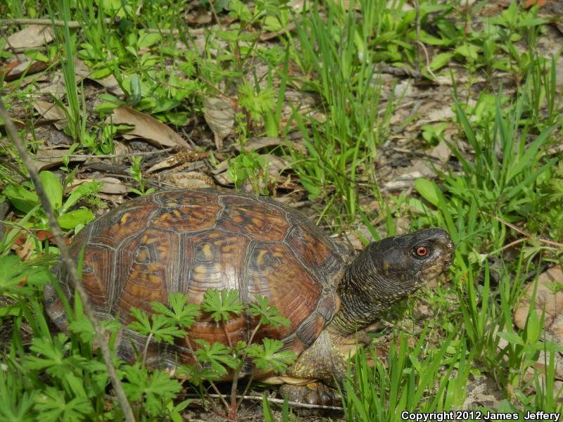Eastern Box Turtle (Terrapene carolina)
