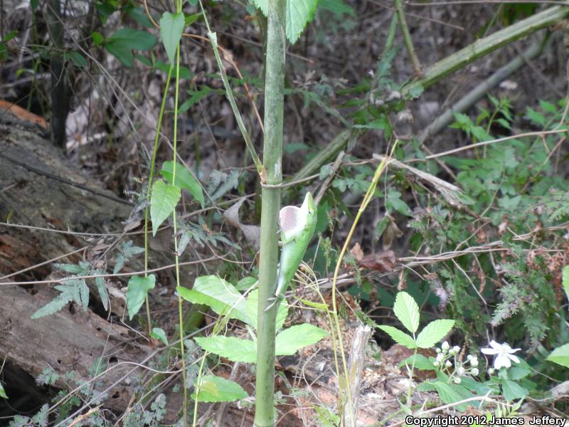 Northern Green Anole (Anolis carolinensis carolinensis)