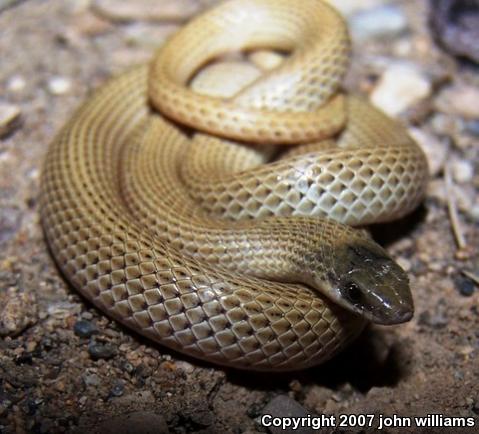 Variable Groundsnake (Sonora semiannulata semiannulata)