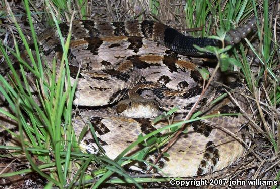 Timber Rattlesnake (Crotalus horridus)