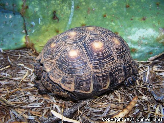 Texas Tortoise (Gopherus berlandieri)