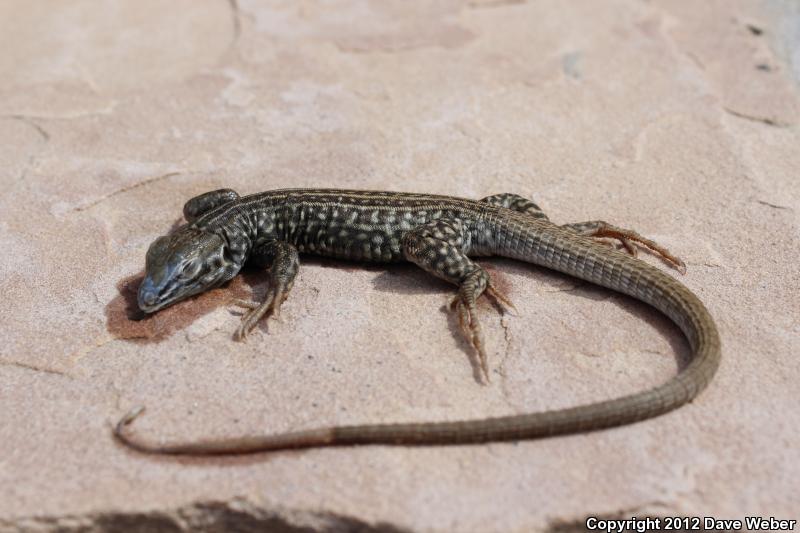 Sonoran Tiger Whiptail (Aspidoscelis tigris aethiops)