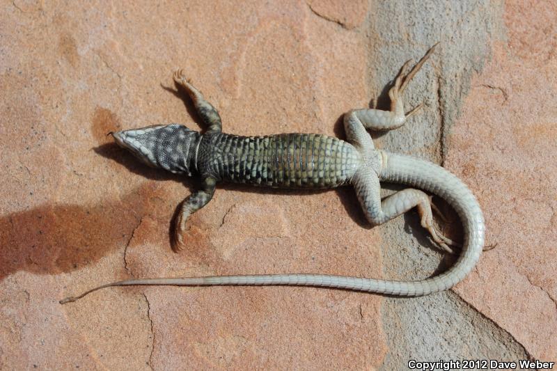 Sonoran Tiger Whiptail (Aspidoscelis tigris aethiops)