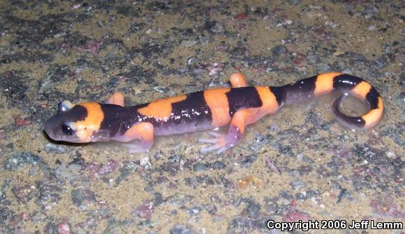 Large-blotched Ensatina (Ensatina eschscholtzii klauberi)