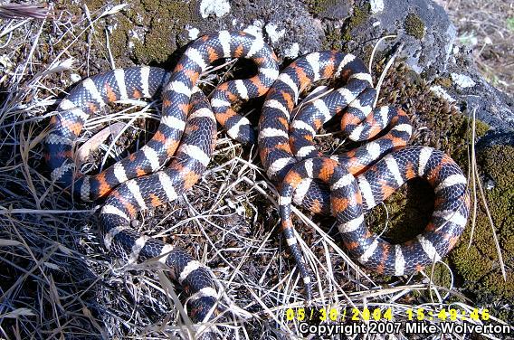 California Mountain Kingsnake (Lampropeltis zonata)