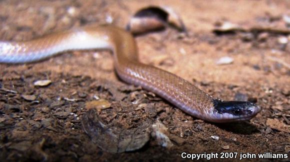 Plains Black-headed Snake (Tantilla nigriceps)