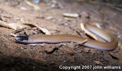 Plains Black-headed Snake (Tantilla nigriceps)