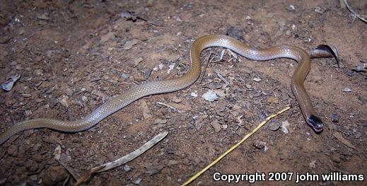 Plains Black-headed Snake (Tantilla nigriceps)