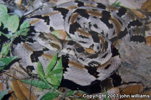 Timber Rattlesnake (Crotalus horridus)