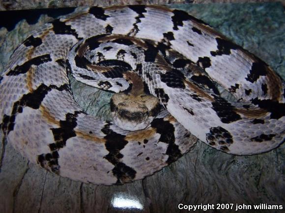 Timber Rattlesnake (Crotalus horridus)