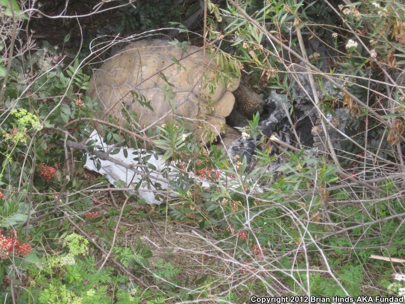 African Spurred Tortoise (Geochelone sulcata)