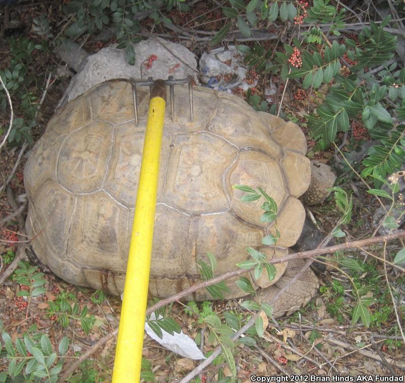 African Spurred Tortoise (Geochelone sulcata)