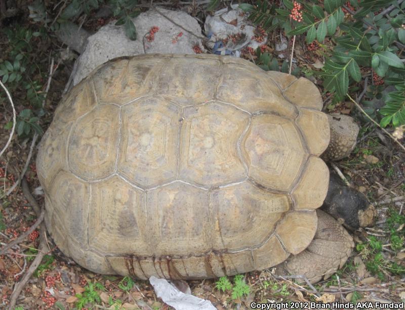 African Spurred Tortoise (Geochelone sulcata)