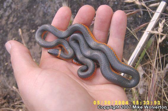 Northwestern Ring-necked Snake (Diadophis punctatus occidentalis)