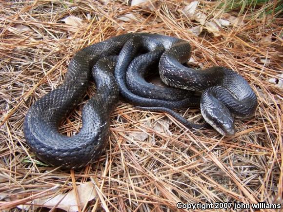 Texas Ratsnake (Pantherophis obsoletus lindheimeri)