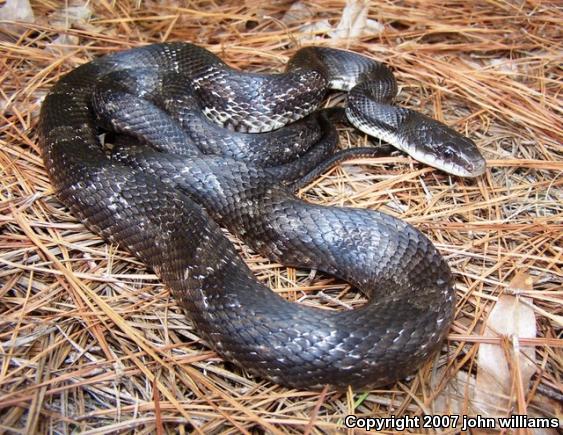 Texas Ratsnake (Pantherophis obsoletus lindheimeri)