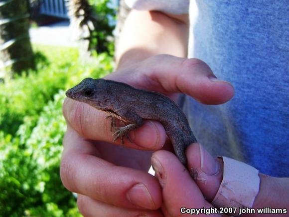 Brown Anole (Anolis sagrei)